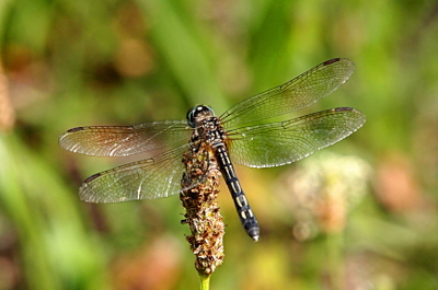 [A top-down view of a dragonfly perched on the tip of a weedhead. Parts of the wings are dark, but are mostly clear. The body appears to be black with short yellow strips going down the back in pairs.]